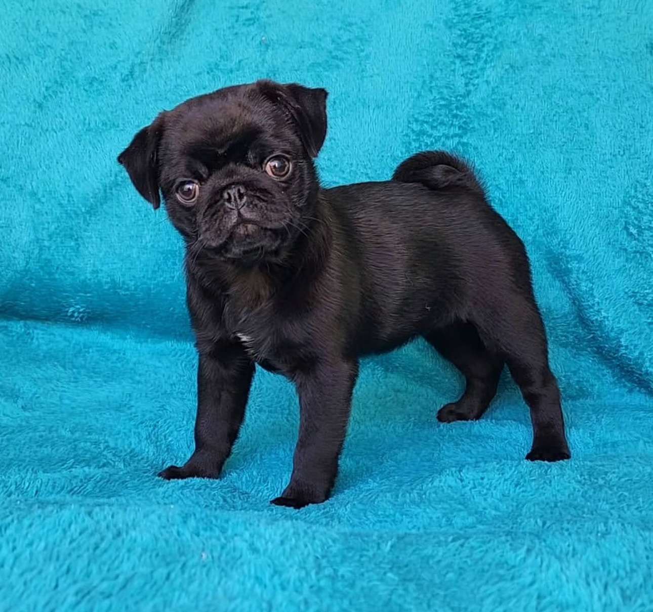 Adorable pug puppy ready for a home